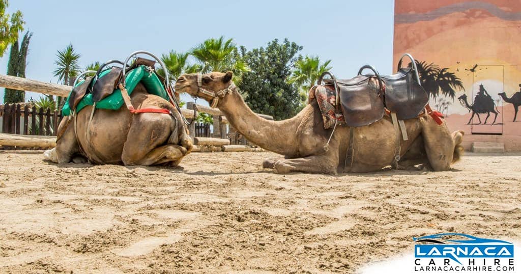 Larnaca Camel Park